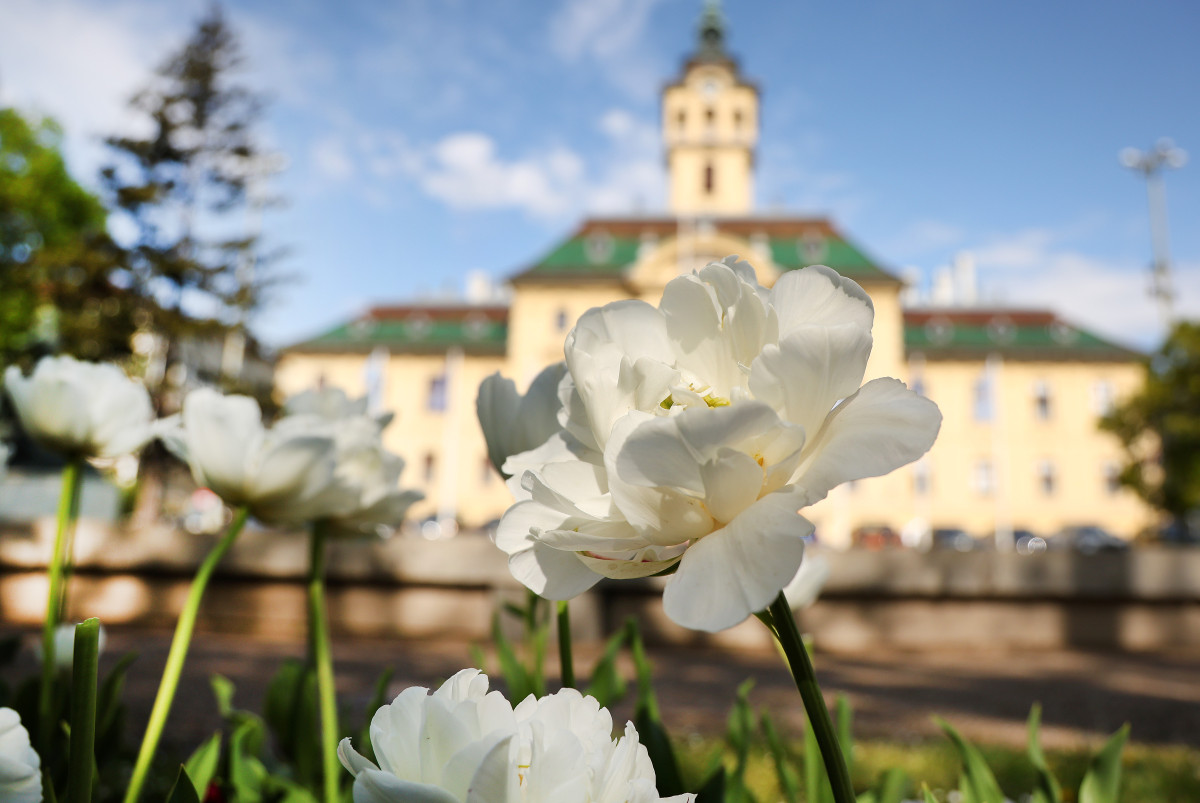 Szeged, április, tavasz, virág, tulipán, Széchenyi tér