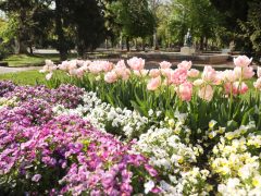 Szeged, április, tavasz, virág, tulipán, Széchenyi tér