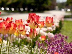 Szeged, április, tavasz, virág, tulipán, Széchenyi tér