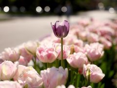Szeged, április, tavasz, virág, tulipán, Széchenyi tér