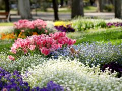 Szeged, április, tavasz, virág, tulipán, Széchenyi tér