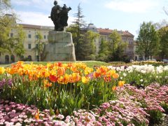 Szeged, április, tavasz, virág, tulipán, Széchenyi tér