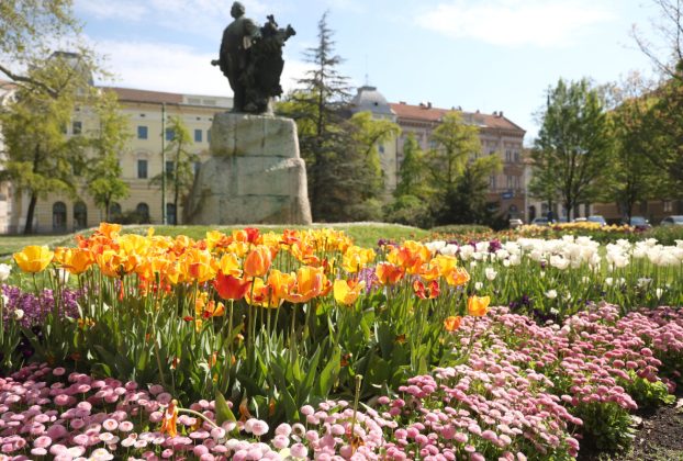 Szeged, április, tavasz, virág, tulipán, Széchenyi tér