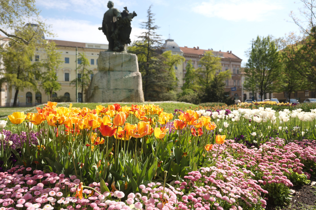Szeged, április, tavasz, virág, tulipán, Széchenyi tér