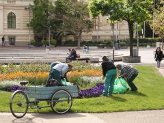 Szeged, tavasz, belváros, kert, gondozás, virág