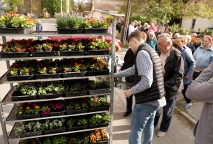 Szeged, tavaszi virágosztás, egynyári, virág, virágosztás, újszeged, Mihálik Edvin