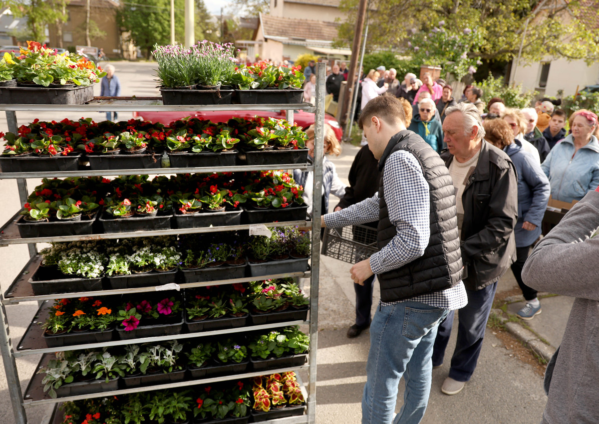 Szeged, tavaszi virágosztás, egynyári, virág, virágosztás, újszeged, Mihálik Edvin