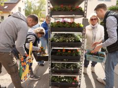 Szeged, tavaszi virágosztás, egynyári, virág, virágosztás, újszeged, Mihálik Edvin