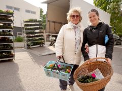 Szeged, tavaszi virágosztás, egynyári, virág, virágosztás, újszeged, Mihálik Edvin