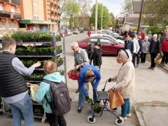 Szeged, tavaszi virágosztás, egynyári, virág, virágosztás, újszeged, Mihálik Edvin