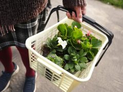 Szeged, tavaszi virágosztás, egynyári, virág, virágosztás, újszeged, Mihálik Edvin