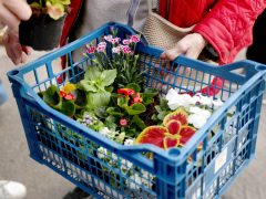 Szeged, tavaszi virágosztás, egynyári, virág, virágosztás, újszeged, Mihálik Edvin