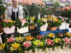 Szeged, virág, virágcsokor, Mars téri piac, piac, ballagás, Anyák napja