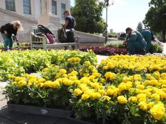 Szeged, önkormányzat, május, tavasz, virágok, egynyári virágok, ültetés, park, múzeum, Móra park