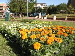 Szeged, önkormányzat, május, tavasz, virágok, egynyári virágok, ültetés, park, Szent István tér