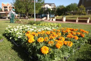 Szeged, önkormányzat, május, tavasz, virágok, egynyári virágok, ültetés, park, Szent István tér