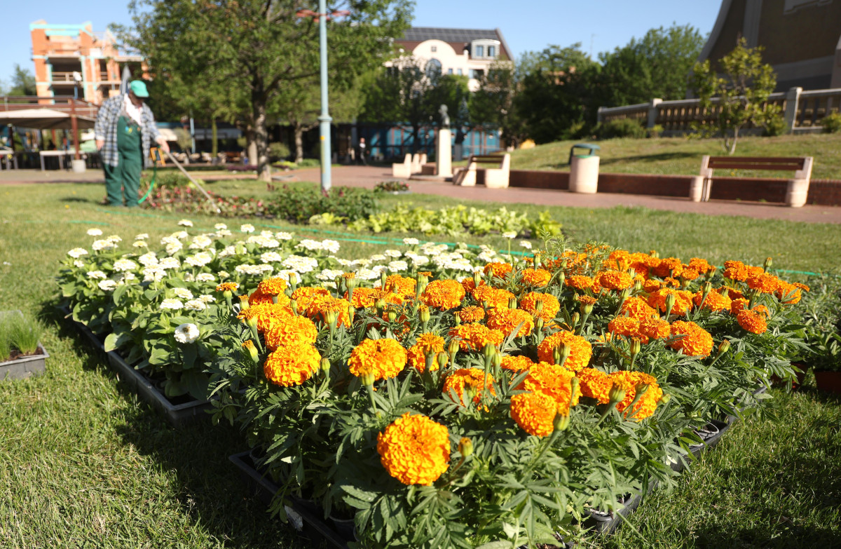 Szeged, önkormányzat, május, tavasz, virágok, egynyári virágok, ültetés, park, Szent István tér