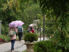 Szeged, Növények Napja, Füvészkert, természet, tavasz, növények, virágok