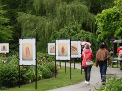 Szeged, Növények Napja, Füvészkert, természet, tavasz, növények, virágok