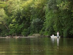 Szeged, tiszavirágzás, június 9., Tisza, természet