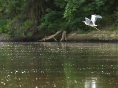 Szeged, tiszavirágzás, június 9., Tisza, természet