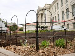 Szeged, zöldterület, szépül, park, zöldítés, Móra Ferenc Múzeum, Móra park