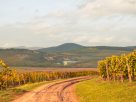 Tokaj. Bor. Borászat.