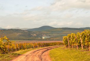 Tokaj. Bor. Borászat.