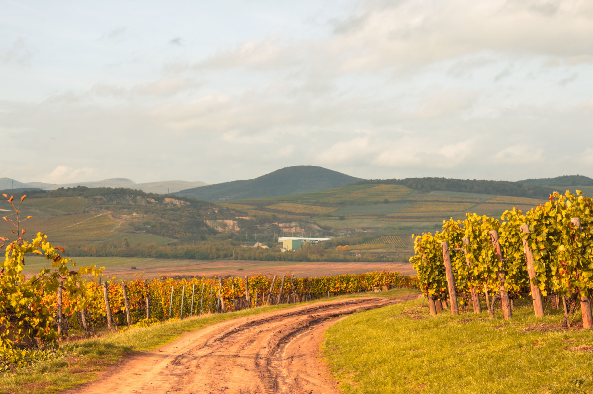 Tokaj. Bor. Borászat.