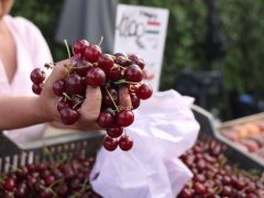 Szeged, nyár, június, gyümölcs, zöldség, Mars téri piac, piac, barack, cseresznye, meggy, dinnye, kukorica, tök, cékla, cukkini, uborka, karfiol