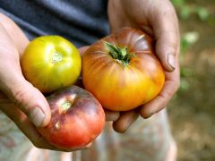 Szentes, Szabó Csaba, biokertész, Helóta Biokert, biokert, gazdaság, paradicsom, paprika
