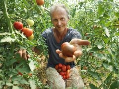Szentes, Szabó Csaba, biokertész, Helóta Biokert, biokert, gazdaság, paradicsom, paprika