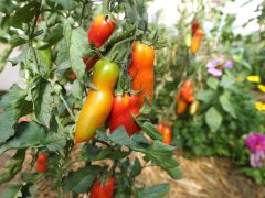 Szentes, Szabó Csaba, biokertész, Helóta Biokert, biokert, gazdaság, paradicsom, paprika