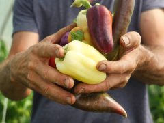Szentes, Szabó Csaba, biokertész, Helóta Biokert, biokert, gazdaság, paradicsom, paprika
