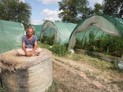 Szentes, Szabó Csaba, biokertész, Helóta Biokert, biokert, gazdaság, paradicsom, paprika