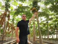 Zsombó, Gyuris Attila, papaya, termesztés, üvegház, gazdaság, gyümölcs