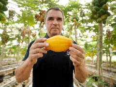 Zsombó, Gyuris Attila, papaya, termesztés, üvegház, gazdaság, gyümölcs