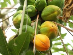 Zsombó, Gyuris Attila, papaya, termesztés, üvegház, gazdaság, gyümölcs