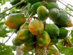 Zsombó, Gyuris Attila, papaya, termesztés, üvegház, gazdaság, gyümölcs