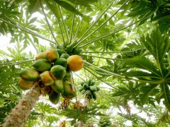 Zsombó, Gyuris Attila, papaya, termesztés, üvegház, gazdaság, gyümölcs