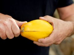 Zsombó, Gyuris Attila, papaya, termesztés, üvegház, gazdaság, gyümölcs
