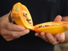 Zsombó, Gyuris Attila, papaya, termesztés, üvegház, gazdaság, gyümölcs