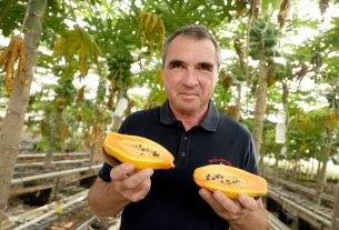 Zsombó, Gyuris Attila, papaya, termesztés, üvegház, gazdaság, gyümölcs