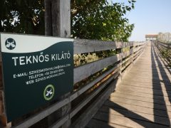Mórahalom, Szikes Mórahalom Látogatóközpont, Bivalyrezervátum, Gólyamenedékház, Nagyszéksós-tó, természet