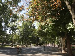 Szeged, szárad, fa, hullanak, falevelek, nyár, szárazság, kánikula, hőség, időjárás, Széchenyi tér