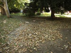 Szeged, szárad, fa, hullanak, falevelek, nyár, szárazság, kánikula, hőség, időjárás, Széchenyi tér