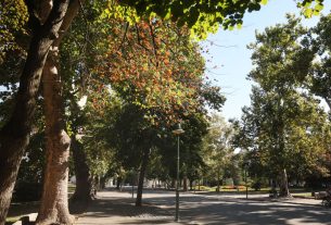 Szeged, szárad, fa, hullanak, falevelek, nyár, szárazság, kánikula, hőség, időjárás, Széchenyi tér