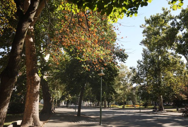 Szeged, szárad, fa, hullanak, falevelek, nyár, szárazság, kánikula, hőség, időjárás, Széchenyi tér