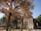 Szeged, szárad, fa, hullanak, falevelek, nyár, szárazság, kánikula, hőség, időjárás, Bartók tér