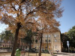 Szeged, szárad, fa, hullanak, falevelek, nyár, szárazság, kánikula, hőség, időjárás, Bartók tér